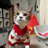 2月8日の瑞穂店に参加するまたたび家の保護猫05