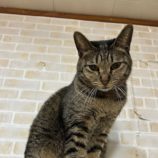 2月8日の瑞穂店に参加するまたたび家の保護猫06