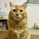 2月8日の瑞穂店に参加するまたたび家の保護猫08