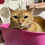 2月8日の瑞穂店に参加するまたたび家の保護猫10