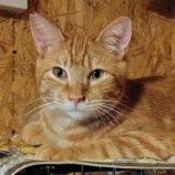 3月1日の守谷店に参加するにゃんこの大冒険の保護猫01