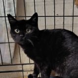 3月1日の守谷店に参加するにゃんこの大冒険の保護猫04