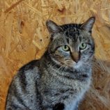 3月1日の守谷店に参加するにゃんこの大冒険の保護猫05