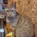 3月1日の守谷店に参加するにゃんこの大冒険の保護猫06