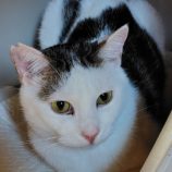 3月1日の守谷店に参加するにゃんこの大冒険の保護猫07