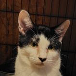 3月1日の守谷店に参加するにゃんこの大冒険の保護猫08