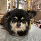 3月1日の瑞穂店に参加するdogfamの保護犬01