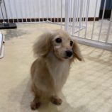 3月1日の瑞穂店に参加するdogfamの保護犬03