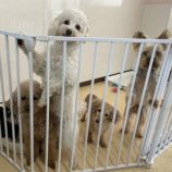 3月1日の瑞穂店に参加するdogfamの保護犬04