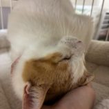 2月21日の八千代店に参加する花ねこ千葉の保護猫02