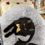 2月21日の八千代店に参加する花ねこ千葉の保護猫03