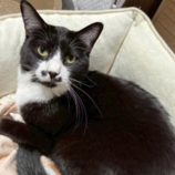 2月21日の八千代店に参加する花ねこ千葉の保護猫05