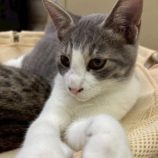 2月21日の八千代店に参加する花ねこ千葉の保護猫06