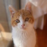 2月21日の八千代店に参加する花ねこ千葉の保護猫08