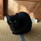 2月21日の八千代店に参加する花ねこ千葉の保護猫09