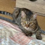 2月21日の八千代店に参加する花ねこ千葉の保護猫10