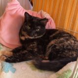 2月21日の八千代店に参加する花ねこ千葉の保護猫11