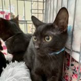 2月21日の八千代店に参加する花ねこ千葉の保護猫12