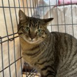 2月21日の八千代店に参加する花ねこ千葉の保護猫13