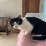 2月21日の八千代店に参加する花ねこ千葉の保護猫14