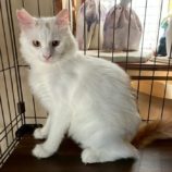 3月8日の荒川沖店に参加するほーりキャットの保護猫01