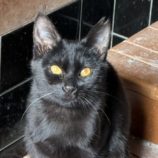 3月8日の荒川沖店に参加するほーりキャットの保護猫02