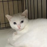 3月8日の荒川沖店に参加するほーりキャットの保護猫03