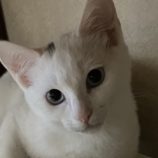 3月8日の荒川沖店に参加するほーりキャットの保護猫04