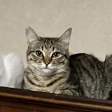 3月8日の荒川沖店に参加するほーりキャットの保護猫05