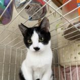 3月8日の荒川沖店に参加するほーりキャットの保護猫06