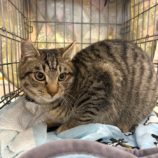 3月8日の荒川沖店に参加するほーりキャットの保護猫07