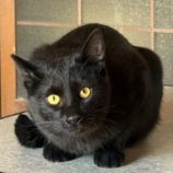 3月8日の荒川沖店に参加するほーりキャットの保護猫08