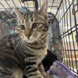 3月8日の荒川沖店に参加するほーりキャットの保護猫09