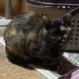 3月8日の荒川沖店に参加するほーりキャットの保護猫10