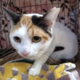 3月8日の荒川沖店に参加するほーりキャットの保護猫11