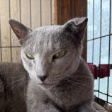 3月8日の荒川沖店に参加するほーりキャットの保護猫12