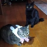 3月8日の荒川沖店に参加するほーりキャットの保護猫13