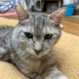 3月8日の瑞穂店に参加するまたたび家の保護猫01