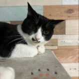 3月8日の瑞穂店に参加するまたたび家の保護猫03