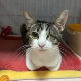 3月8日の瑞穂店に参加するまたたび家の保護猫04