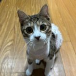 3月8日の瑞穂店に参加するまたたび家の保護猫05