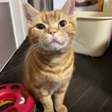 3月8日の瑞穂店に参加するまたたび家の保護猫06