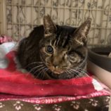 3月8日の瑞穂店に参加するまたたび家の保護猫07