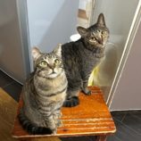 3月8日の瑞穂店に参加するまたたび家の保護猫08