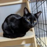 2月15日の千代田店に参加するアニマルフレンドの保護猫01