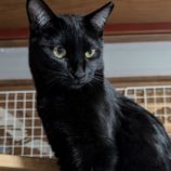 2月15日の千代田店に参加するアニマルフレンドの保護猫03