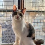 2月15日の千代田店に参加するアニマルフレンドの保護猫05