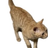 2月15日の千代田店に参加するアニマルフレンドの保護猫06