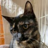 2月15日の千代田店に参加するSONA DORASの保護猫01