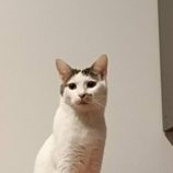 2月15日の千代田店に参加するSONA DORASの保護猫02